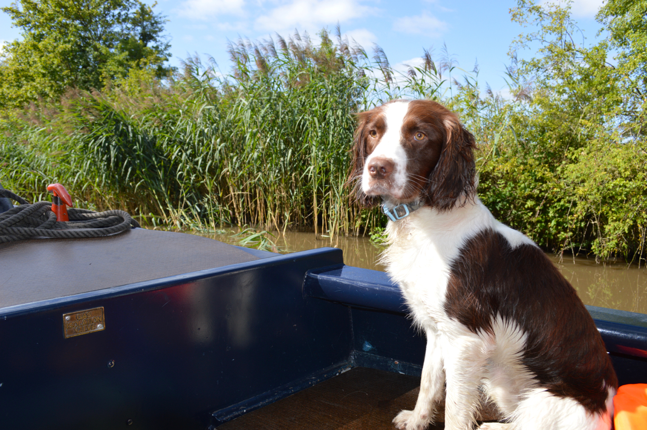 dog-friendly-canal-boat-holiday