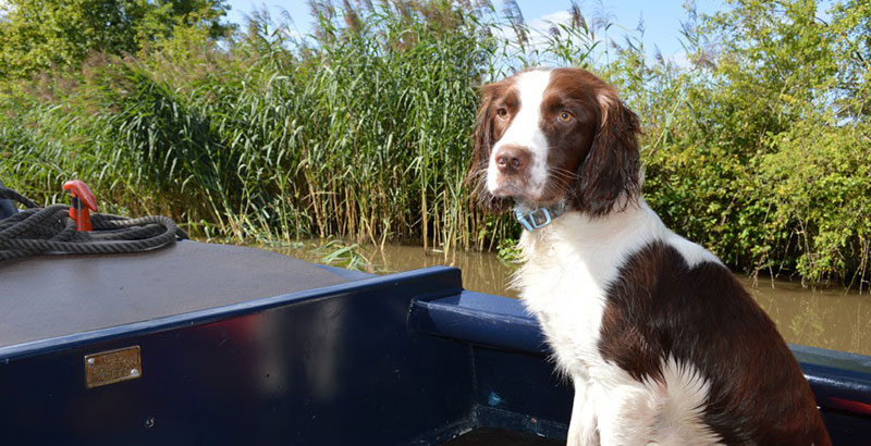 Dog friendly canal boat holiday